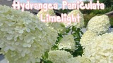ดอกไฮเดรนเยีย Hydrangea paniculata limelight อับเดทจุลินทรีย์สายฟิต Glowe Globiotic