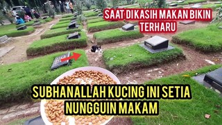 Subhanallah Kucing Ini Menunggu Kuburan Tuannya ?