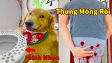 Thú Cưng TV | Tứ Mao Đại Náo #52 | Chó Golden Gâu Đần thông minh vui nhộn | Pets cute smart dog