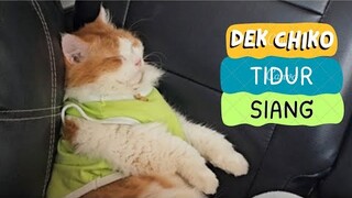 Dek Chiko Tidur Siang. funny video, cat cats, animal animals, trending, kucing viral, pet pets dogs