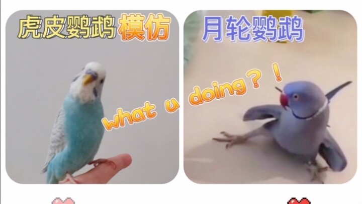 虎皮鹦鹉模仿月轮鹦鹉说话？花式英文说不停