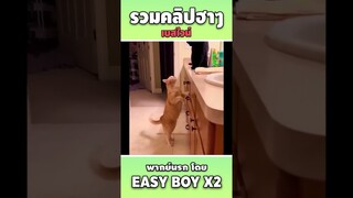 รวมคลิปฮา พากย์นรก #short #easyboy #คลิปฮา #เบสไวน์