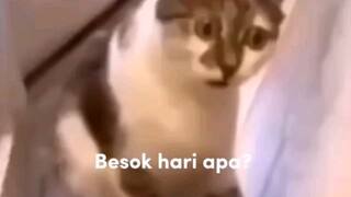 besok hari apa?