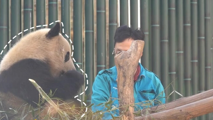 [Animals]Lovely moments between cute panda and breeder in the zoo