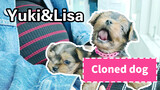 Vlog #24 Proses Kelahiran Anjing Kloning