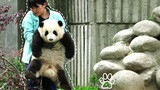 [Panda Raksasa Hehua] Huahua Gemuk, Pengasuh Tidak Kuat Menggendongmu