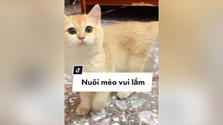 Nó coi đầu mình như gấu bông vậy á 🥲 cat dcgr mèo