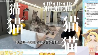 日本学妹看《我花了半年时间给猫做了个房子》