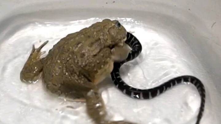[Animals]A bullfrog eats spicy gluten