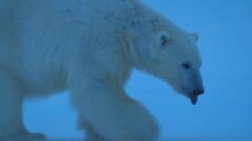 Big Beasts EP 10 [Sub Việt]
