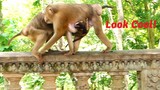 Adorable Mother Stephanie Monkey Rapidly To Take Out Baby From Another Female Monkey
