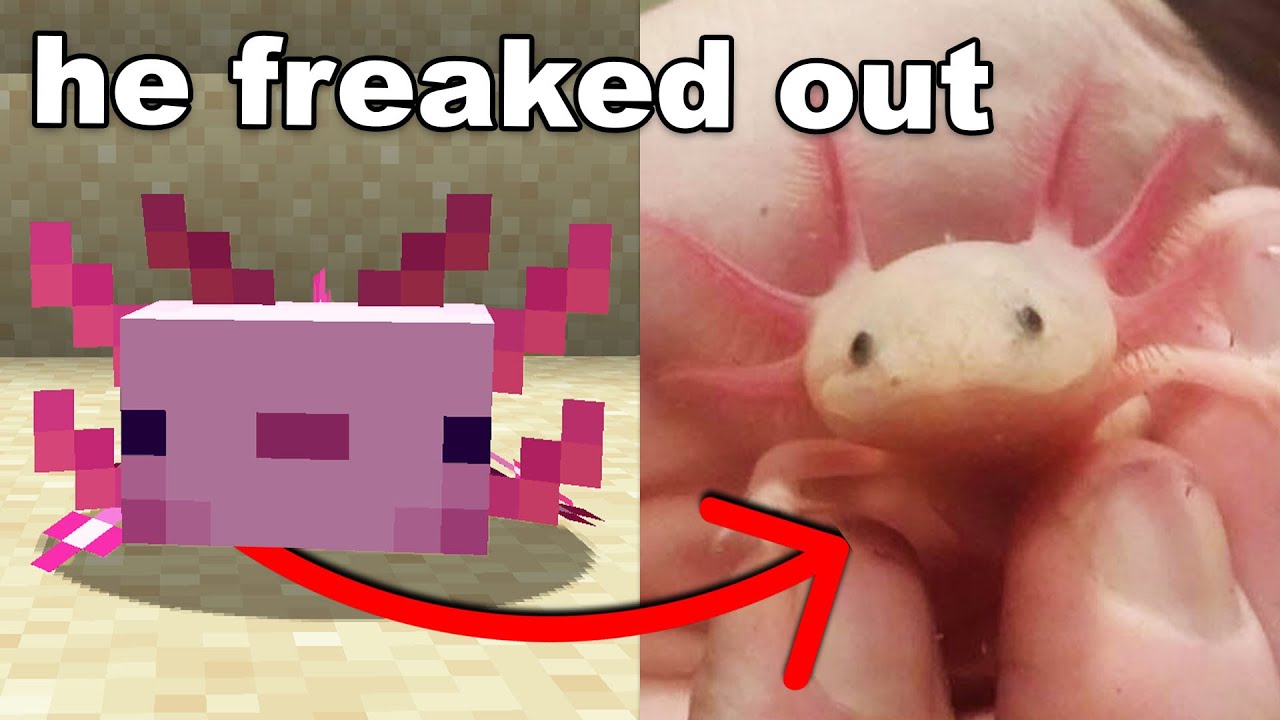 I Gave My Little Brother A Minecraft Axolotl In Real Life - Bilibili