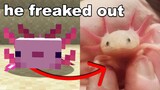 I Gave my Little Brother a Minecraft Axolotl in Real Life