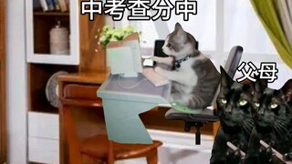 【猫meme】我爸说有种你就几天涨十几万粉丝