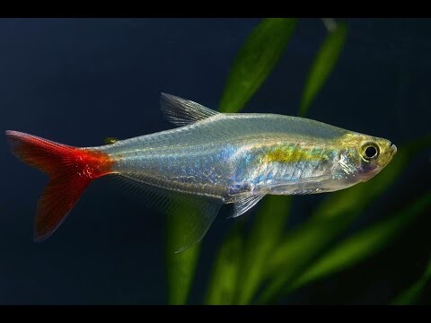 Ikan Glass Bloodfin Tetra Si Ikan Kaca Penghias Aquarium