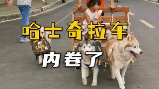 完了，哈士奇拉车开始内卷了