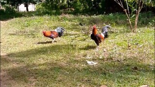 #BACKYARD