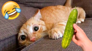 Funny Animal Videos 2023 😂 - Funniest Dogs And Cats Videos 😺😍#36