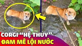 Con Sen bất lực vì nuôi phải Corgi 'HỆ THỦY' suốt ngày chỉ thích chơi với nước 😅 Gâu Đần