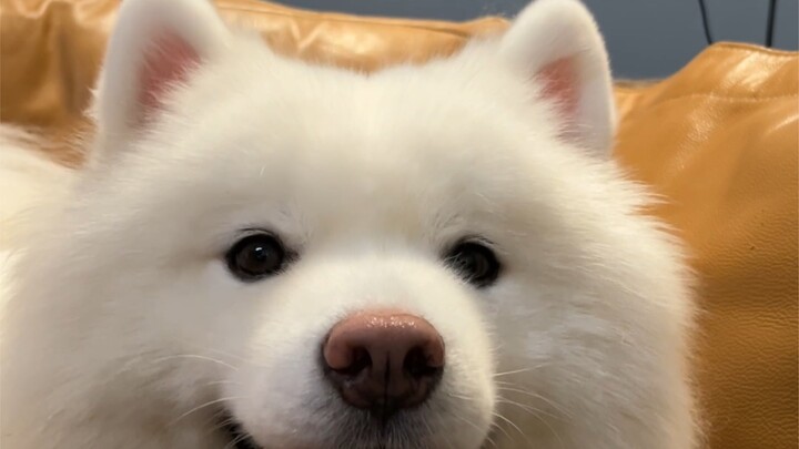 I’ve been playing with Samoyed’s sensor ears for a day