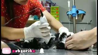 LEG OPERATION OF OREO (falling at15th floor building)