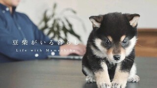 当日本独居小哥的生活迎来一只小柴犬……油管千万播放的柴犬比奈来啦