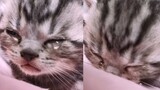 Crying Cat - Cute Little Animals Videos Compilation