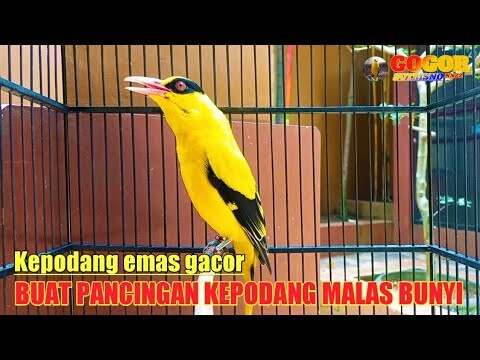 KICAU SUARA kepodang emas gacor ini MENJADIKAN PANCINGAN burung kepodang malas bunyi NYAUT SEKETIKA