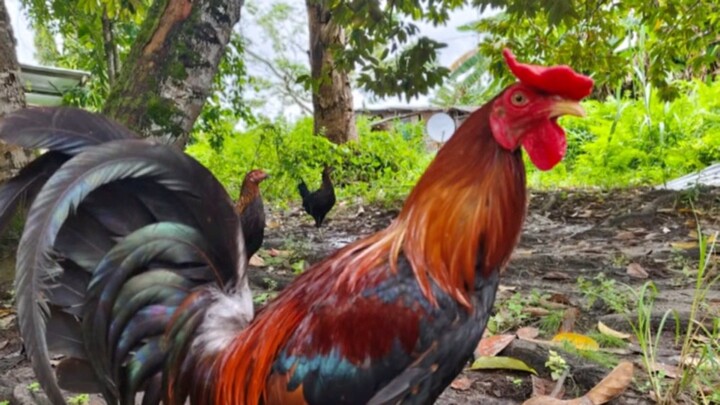 Ayam jago