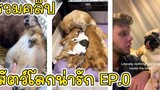 รวมคลิปหลุดสัตว์โลกน่ารัก Ep0 - Funny Animals Dogs and Cats Video Compilation EP0