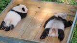 Dance|Panda Cub  Mang Zai
