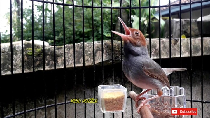 PRENJAK MANAPUN BAKAL NYAUT DAN IKUT GACOR DENGAR INI