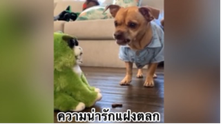 เพื่อนตัวน้อย สัตว์เลี้ยงแสนซน : ความน่ารักแฝงตลก