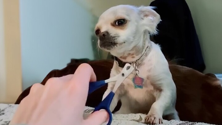 When the vet says it's time for clipping nails   Funniest Dog Reaction
