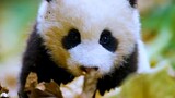 Baby panda Dango is making heart eyes. Ah Wei can't stand it.