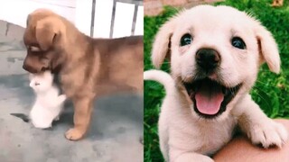 Cutest Baby Animals Doing Funny Things 2021 | Cute Puppies Playing Tiktok