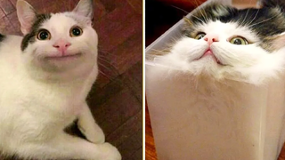 Watch These Funny Animals To Feel Happy All Day Long 😻😹