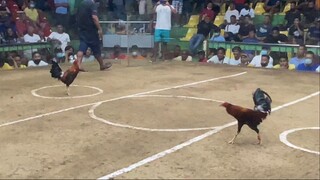StanSid red--isa sa mga anak ni Panget--panalo sa Sta Monica Cockpit, December 2023