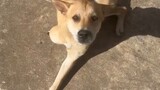 Can this dog be saved?