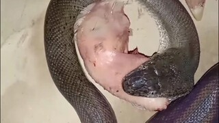 Liasis mackloti / sanca timur makan kepala ayam
