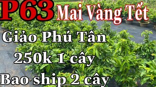 🔴 Hết Hàng 🔴 mai vàng chơi tết p63 | mai vàng giảo PHÚ TÂN giá 250k 1 cây cây hàng thanh phẩm