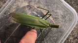 一只没有头的螳螂还能活很久，可是铁线虫却让它能快速离世