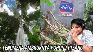 SI BINJAI-BINJAI APAAN DAH + REACTION BERPANGKAT | NOPLOY #59