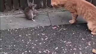 Funny animals