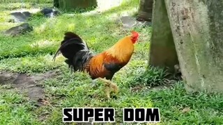 Super Domo