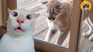 Here Are Some Hilarious Pets, Just To Make Your Day Better| Pets House