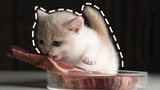 [ASMR] แมวน้อยกินสเต็ก