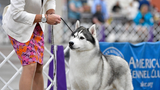 Group of working dogs including one from China in Springfield Dog Show