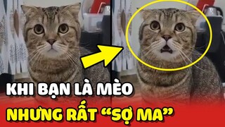 Khi bạn là mèo nhưng lại rất SỢ MA và gặp phải con sen thích HÙ DỌA 😂 | Yêu Lu