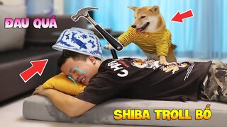 Thú Cưng Vlog | Chó Shiba Ngầu Nhất Thế Giới #8 | Chó thông minh vui nhộn | Smart dog funny pets